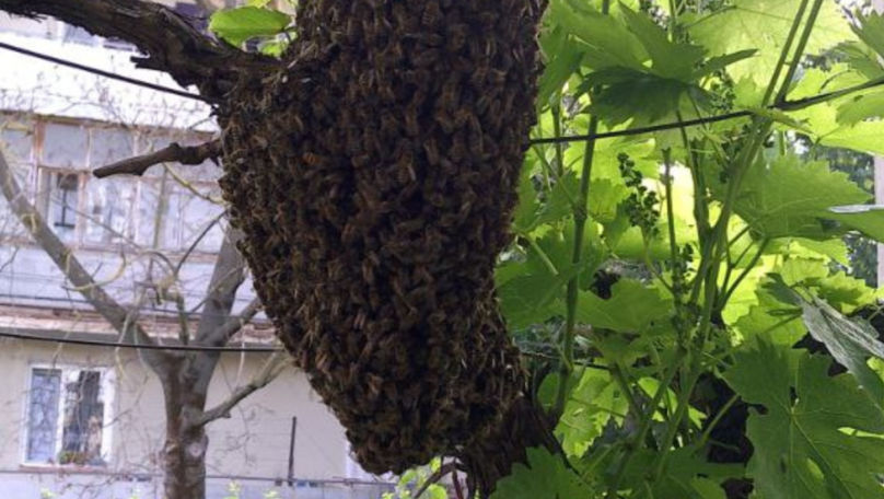 O familie din Dubăsari s-a trezit cu un roi de albine în curte