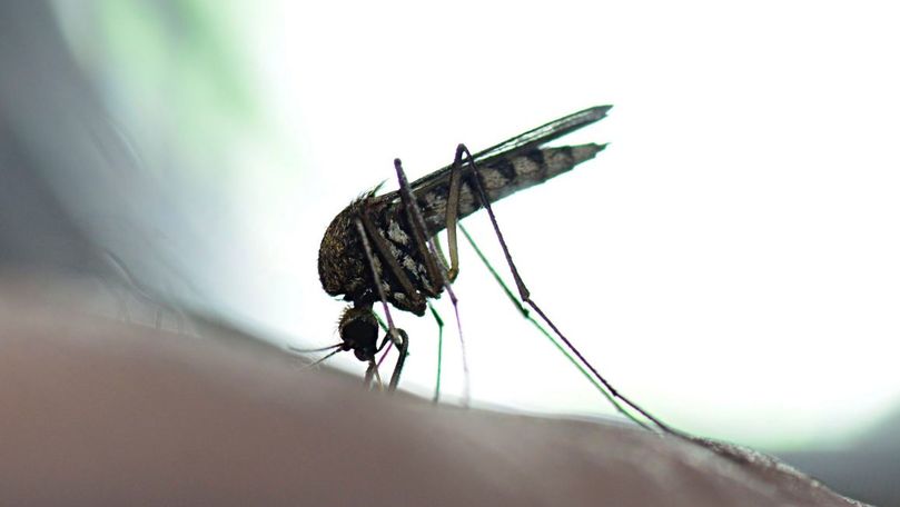 West Nile în România. Medic: Țânțarul nu are nevoie de pașaport