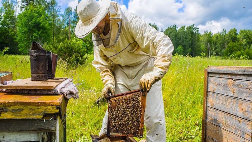 Apicultorii din R.Moldova, certificaţi ECO conform cerinţelor europene