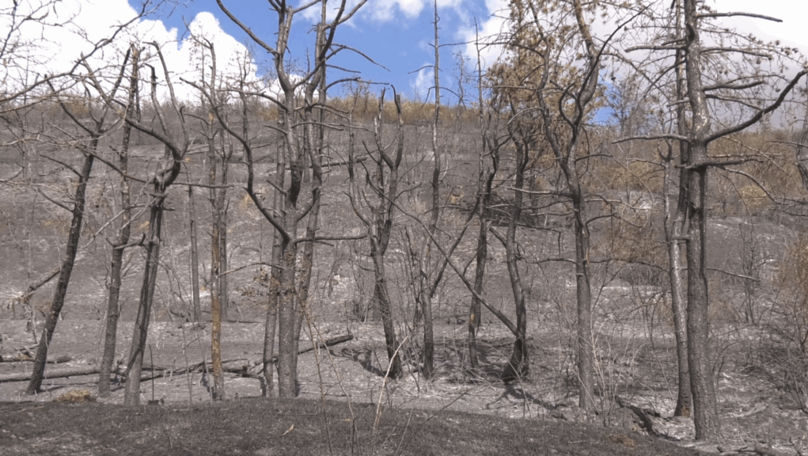 Imagini cu pădurea din Căușeni unde a avut loc un incendiu de proporții