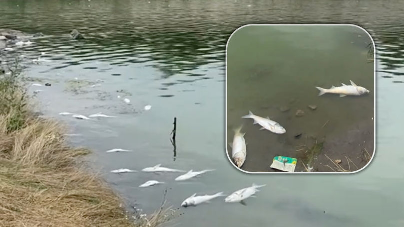 Dezastru ecologic la Ialoveni: Lacul Dănceni, plin de pești morți