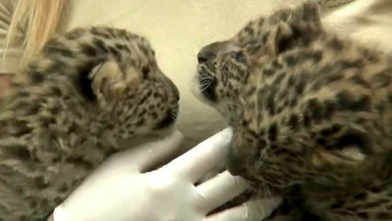 Trei pui de leopard, vedetele unei grădini zoologice din Ungaria