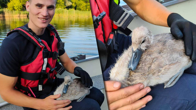Un pui de lebădă, salvat dintr-o plasă de pescuit pe un lac din Chișinău