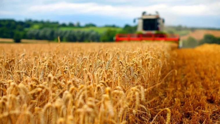 Producătorii de cereale vor beneficia de credite oferite de stat