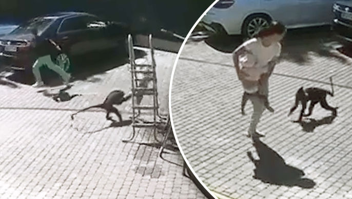 Momentul în care o maimuță atacă un copil. Cum a ajuns în curte