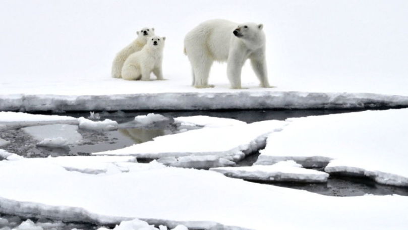 Date alarmante: Ninge cu particule de plastic la Cercul Polar