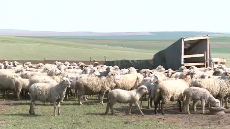 Boala oii nebune, la o fermă din Bihor: 1.500 de oi vor fi sacrificate