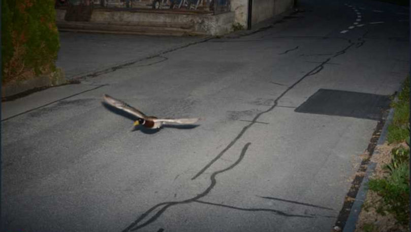 O rață a fost înregistrată de un radar pentru exces de viteză în Elveția