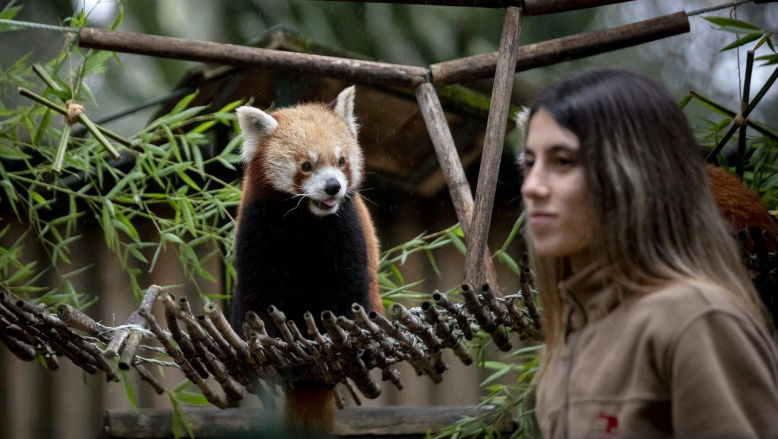 Un pui de panda roșu a devenit cea mai nouă atracție în Lisabona