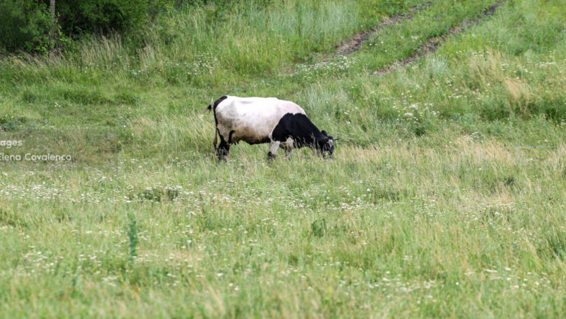 Din 15 august începe un nou apel pentru plăți în sectorul zootehnic