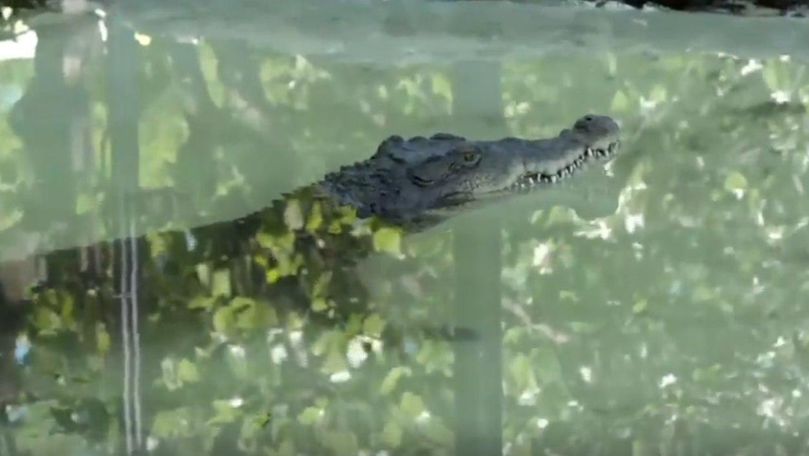 Povestea uluitoare a crocodilului Ghena de la Zoo Chișinău