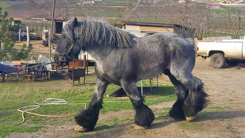 Ferma de cai din satul Mereni, o adevărată atracție turistică