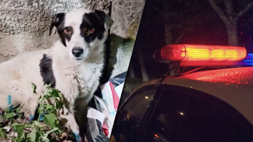 Poliția a identificat indivizii care au maltratat cu cruzime un câine