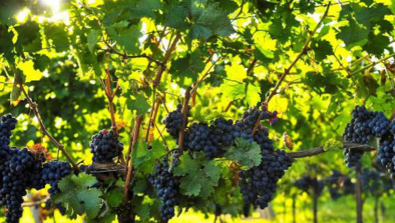 Antreprenorii care vor să se lanseze în sectorul vitivinicol, susținuți