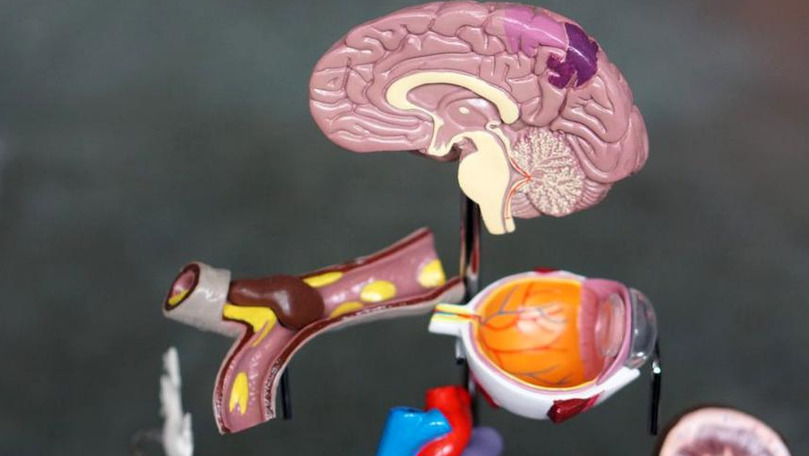 Studiu: Fructoza produsă în creier ar putea declanșa Alzheimerul
