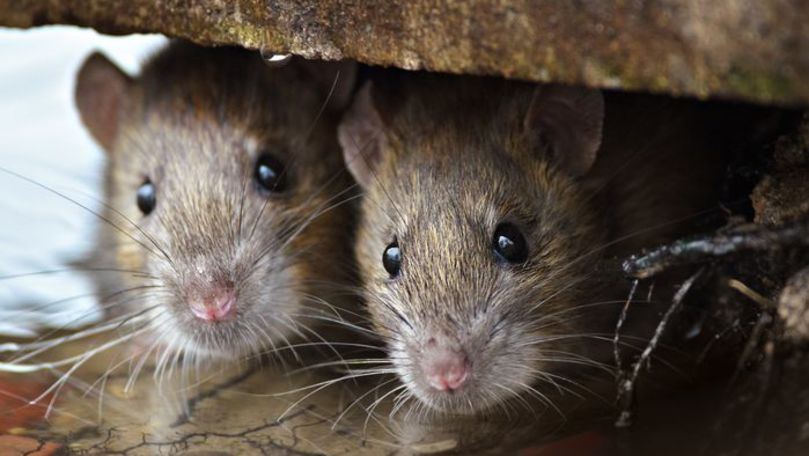 Condiții dezastruoase: Un student a filmat șobolanii din cămin