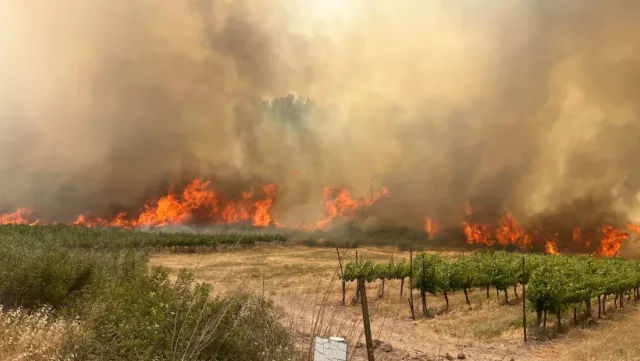 Incendii de vegetație în Israel: Apelul Ambasadei Moldovei din Tel Aviv