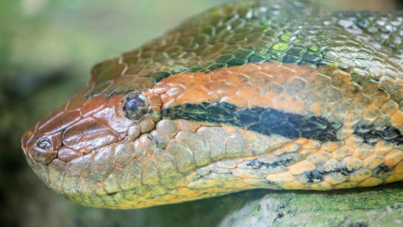 Cel mai mare șarpe din lume a fost împușcat în Brazilia