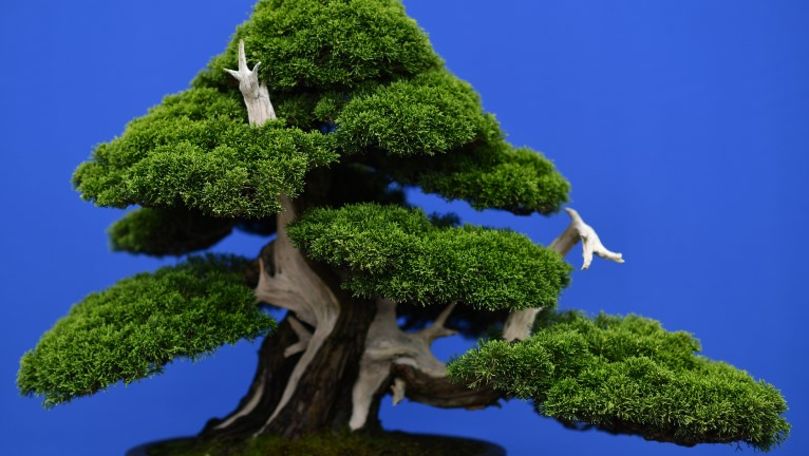 Proprietarii unui bonsai de 400 de ani roagă hoţii să ude copăcelul