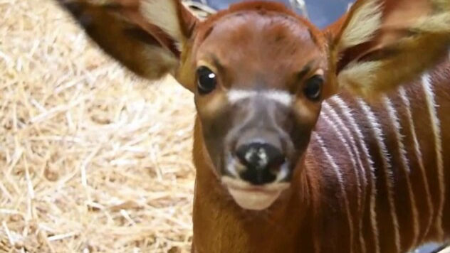 Un pui de antilopă Bongo s-a născut la grădina zoologică din Michigan