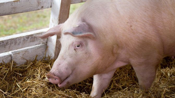 Un caz de pestă porcină, înregistrat la Dondușeni. Recomandările ANSA