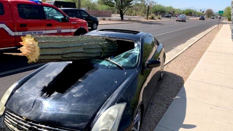 Un șofer beat a scăpat cu viață după ce un cactus i-a spart parbrizul