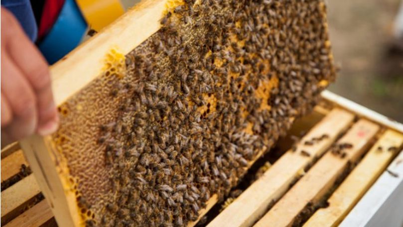 В настоящее время в Республике Молдова работают около 6 000 пчеловодов.