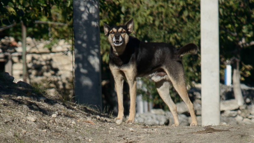 Deţinătorii de animale care nu vor strânge excrementele riscă amendă