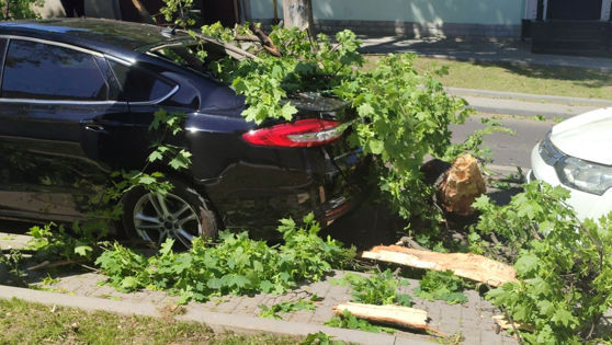Cod Galben de vânt: Șoferii sunt atenționați să nu parcheze sub copaci