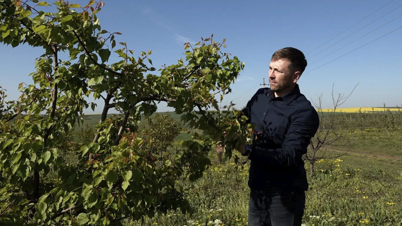 Agricultor: Roada este aproape pierdută din cauza înghețurilor