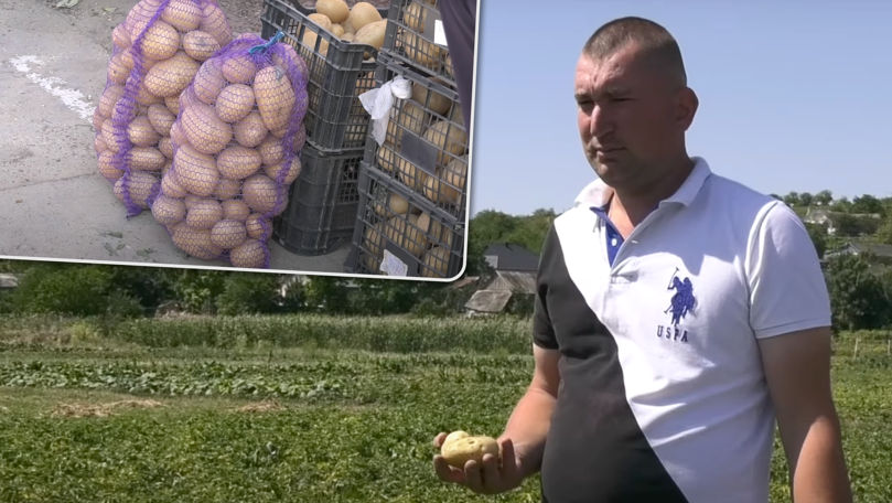 Cultivă cartofi de trei ori pe an: Povestea unui fermier din Ermoclia