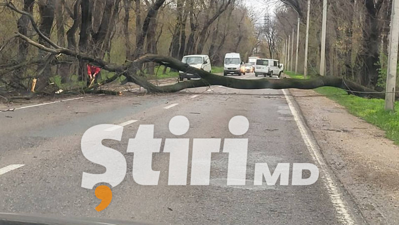 Cod Galben în țară: Copacii doborâți de vânt au blocat mai multe trasee