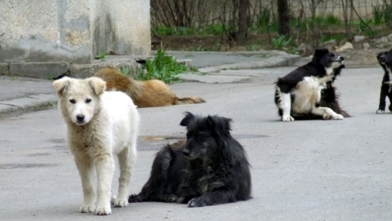 Cum ar putea fi rezolvată problema animalelor fără adăpost din Chișinău