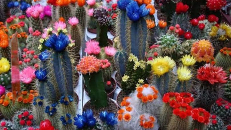 Cactușii au înflorit în culori calde, datorită temperaturilor înalte