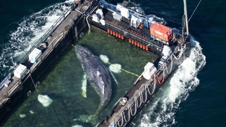 В Германии завершили операцию по спасению горбатого кита.