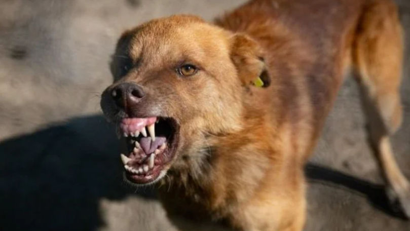 Peste 1.200 de persoane, atacate de animale în prima jumătate a anului