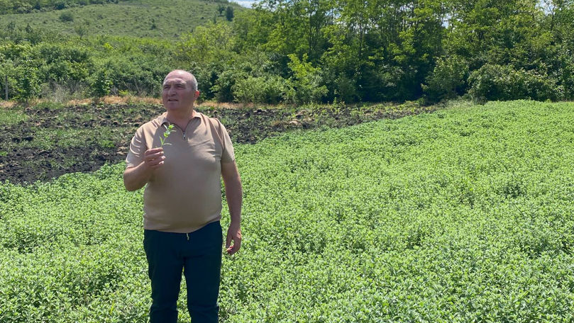 Peste 30 specii de plante medicinale, cultivate la Dobrogea. Scopul ANCD