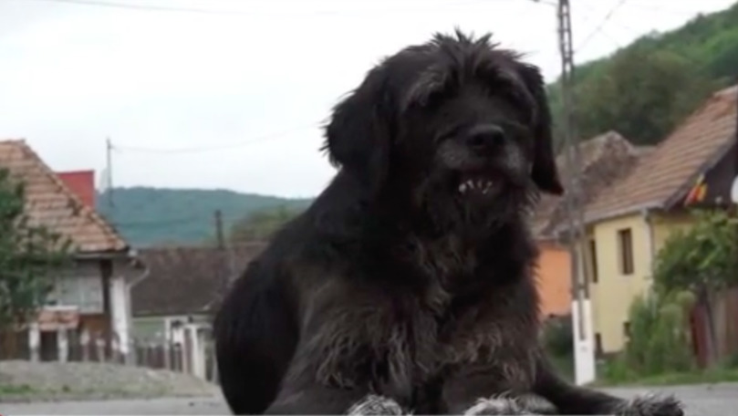 Un câine din România își așteaptă de doi ani stăpânul care a murit