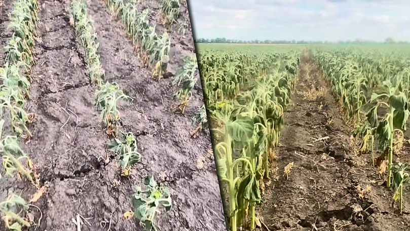 Un câmp cu floarea-soarelui, aproape uscat la Ștefan Vodă