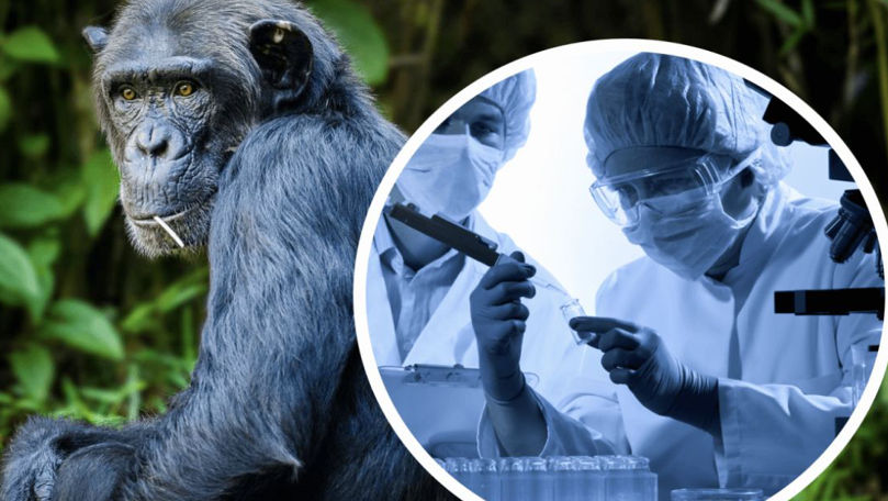 ВОЗ заявили о "в высшей степени необычном" пути передачи оспы обезьян.