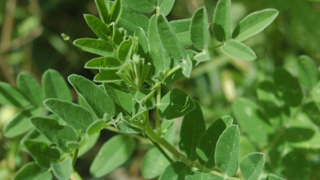 Planta miraculoasă care poate combate efectele chimioterapiei