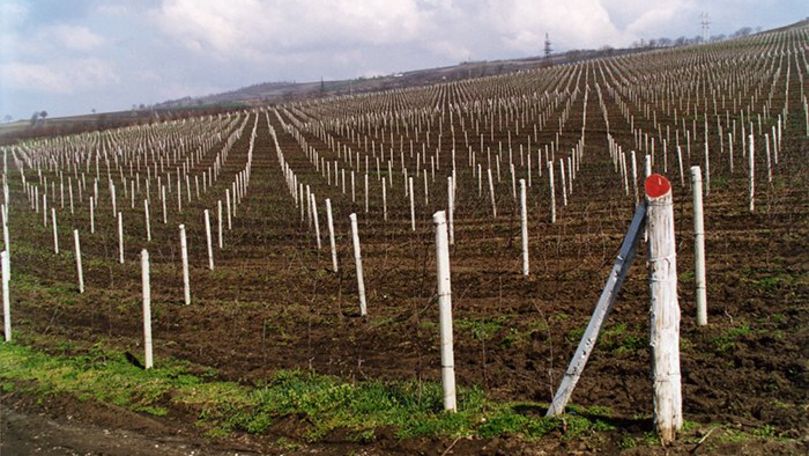21 производитель, открывший бизнес в сельском хозяйстве, запросил субсидий от государства в размере 12 миллионов леев. 