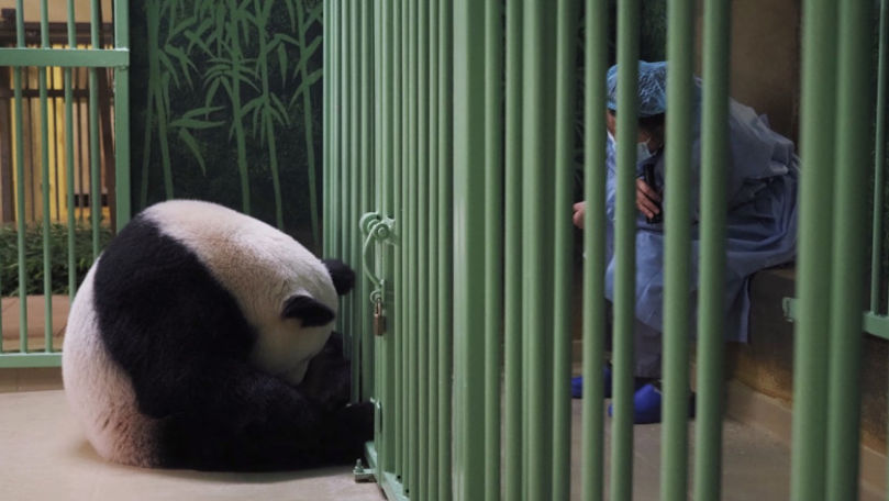 O femelă de urs panda a născut gemeni. Îngrijitorii: Puii sunt magnifici