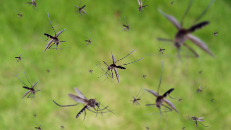 Un roi de țânțari modificați genetic se pregătește să invadeze Florida
