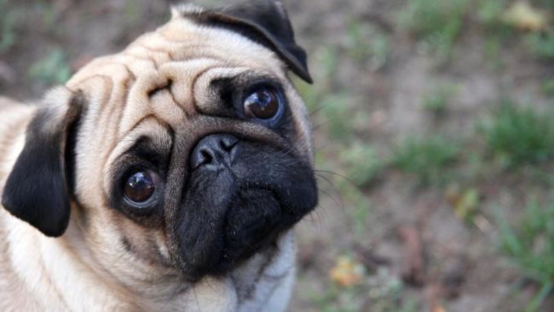 Un câine, confiscat și vândut pe eBay pentru datorii în Germania