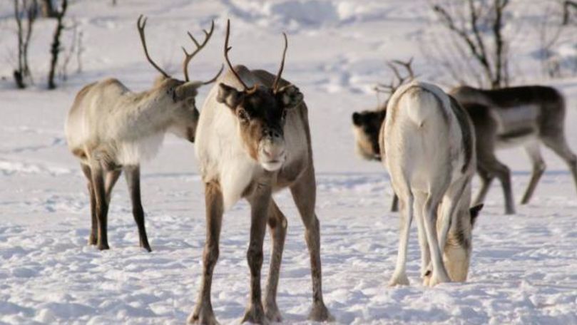 Renii siberieni, cei mai buni prieteni: Cum trăiesc etnicii evenky