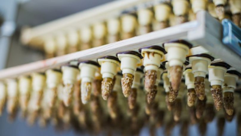Un laborator pentru însămânțarea reginelor de albine, deschis în Comrat
