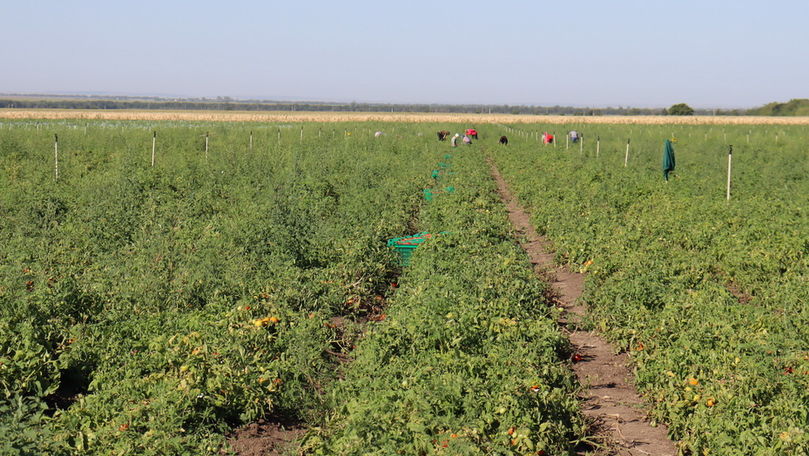 В Дубоссарском районе в этом году хороший урожай томатов и картофеля.