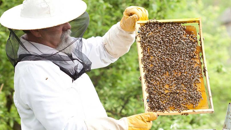 Zece apicultori din Cahul vor primi granturi în valoare de 1.500 dolari