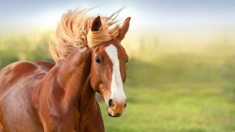 Caii schimbă viețile persoanelor cu autism sau dizabilități motorii